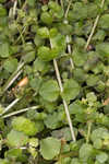 American golden saxifrage